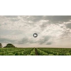 Chateau Haut-Brion 2019 5 Chateau Haut-Brion 2019 -Sena Sales Store s33iviwctgcj44f5nr7h